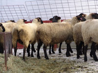 ewes in the winter