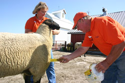 Rich Krafka inspecting a sheep